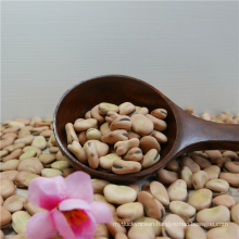 Dried Canned Broad Beans With Best Price